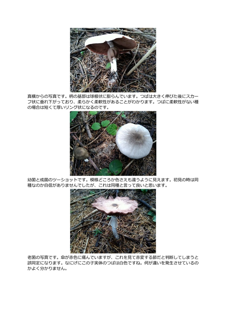 試作キノコぬいぐるみ_ハラタケ属Xanthodermatei節