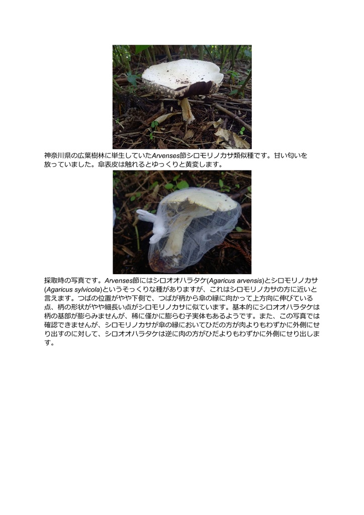 試作キノコぬいぐるみ_ハラタケ属Xanthodermatei節