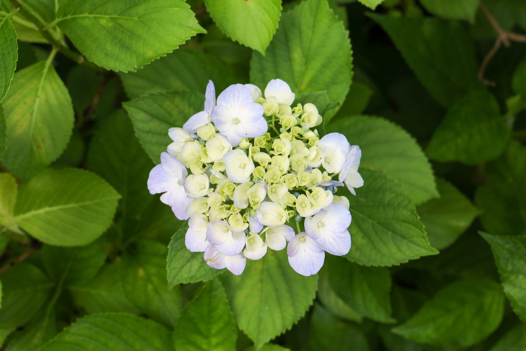 【商用フリー】紫陽花01【写真素材】