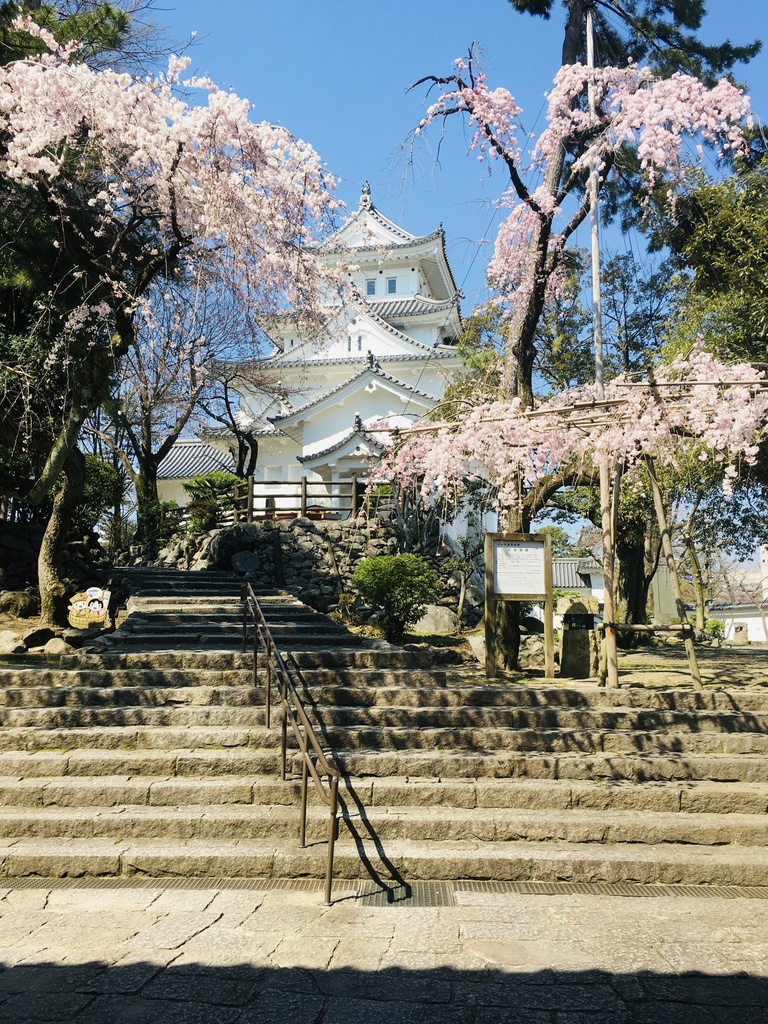 桜と城