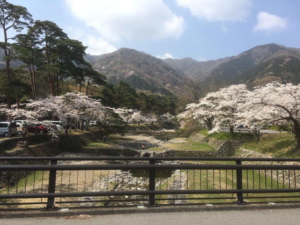 桜と山