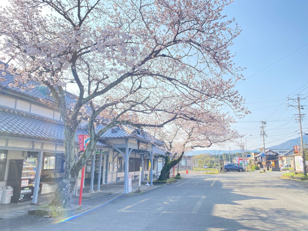 駅前の桜の木