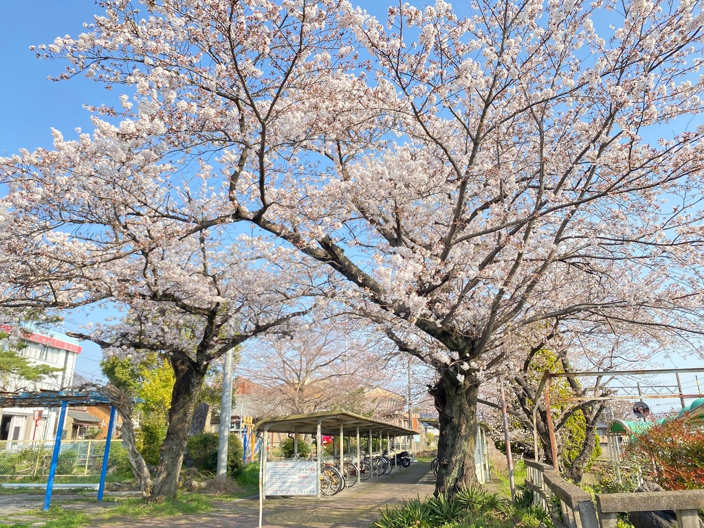 自転車置き場の桜の木