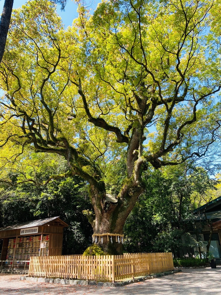 白蛇の住まう大楠