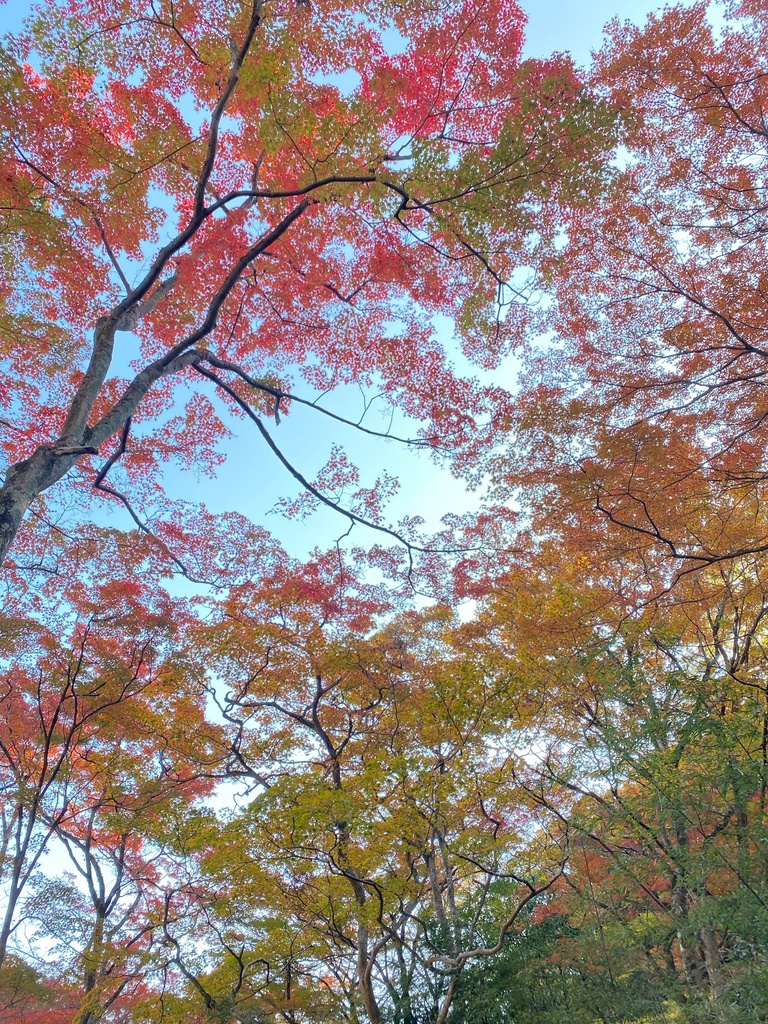 見上げたら紅葉