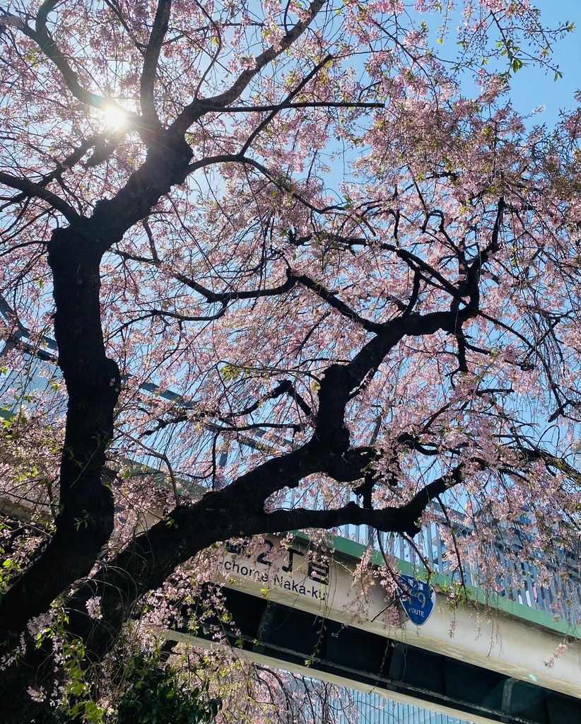 街の片隅の桜の木