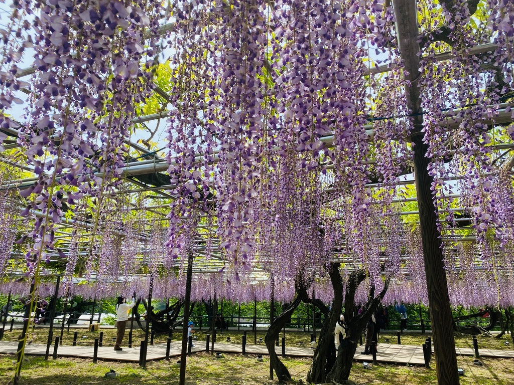 紫の庭園