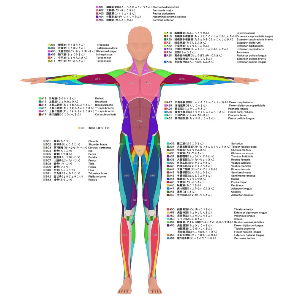 【クリップスタジオ】デッサン人形_男性セット