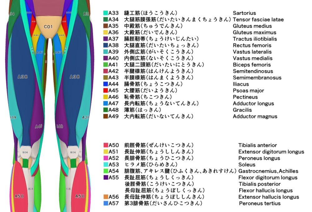 【クリップスタジオ】デッサン人形_男性セット