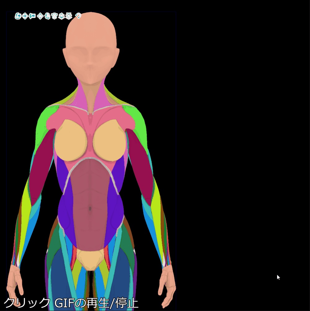 【クリップスタジオ】デッサン人形_女性セット