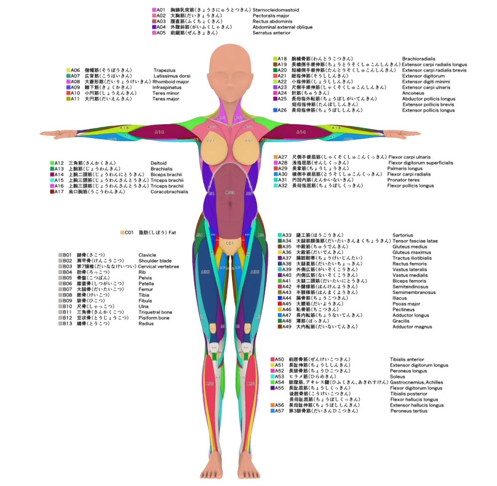 【クリップスタジオ】デッサン人形_女性セット