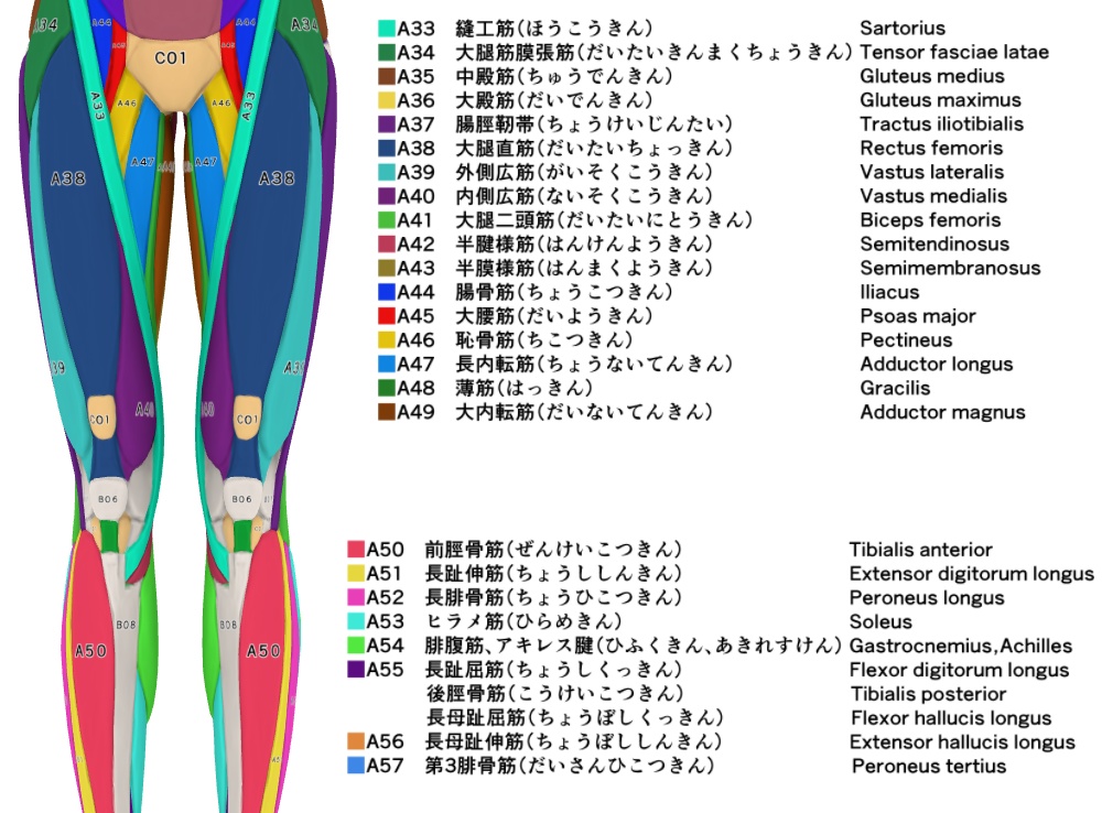 【クリップスタジオ】デッサン人形_女性セット