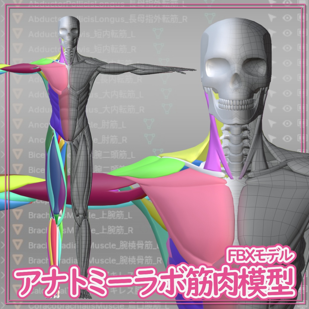 【FBX】アナトミーラボ筋肉模型