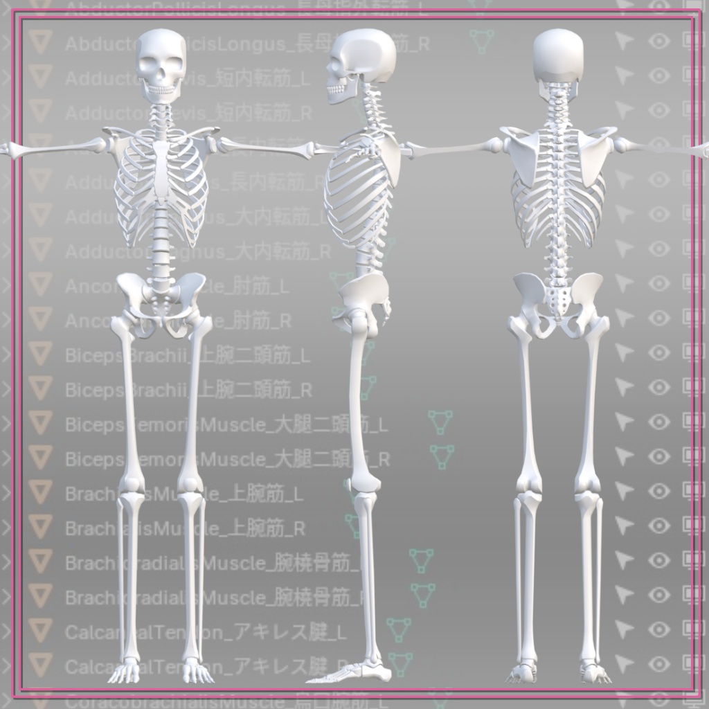 【FBX】アナトミーラボ筋肉模型