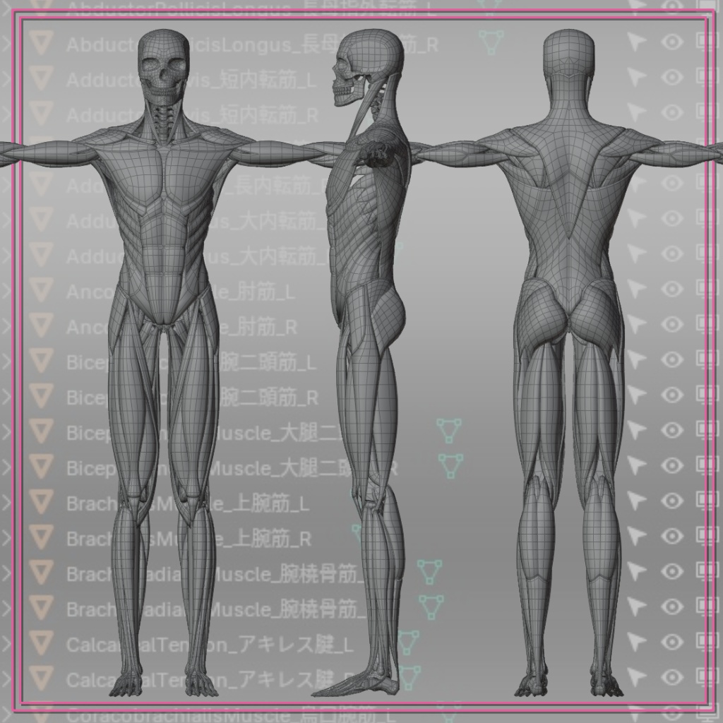 【FBX】アナトミーラボ筋肉模型