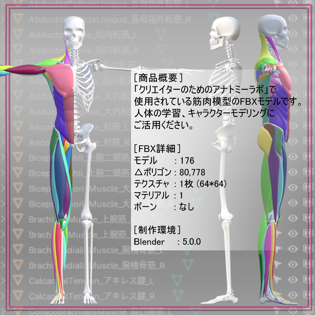 【FBX】アナトミーラボ筋肉模型