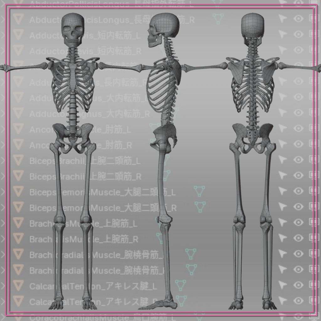 【FBX】アナトミーラボ筋肉模型