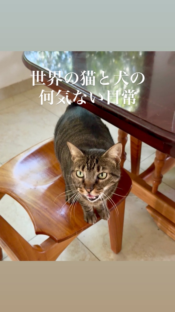 🐶世界の猫と犬の、何気ない日常写真🐱
