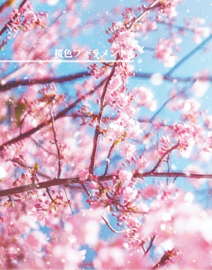 桜色フィラメント