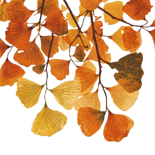 【温もりリソグラフ】秋の植物1 クリップアート25セット+α (PNG/300dpi)