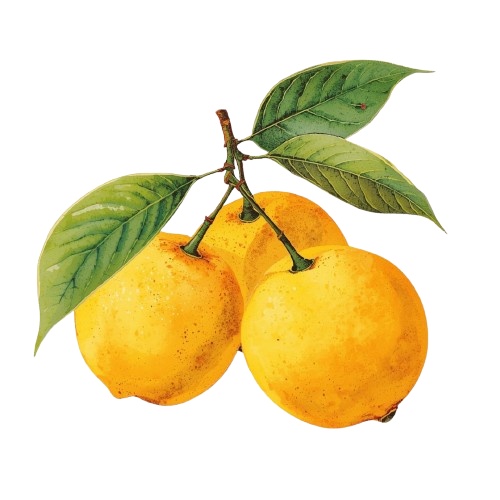 【温もりリソグラフ】秋の食べ物クリップアートセット20+α (PNG/300dpi)