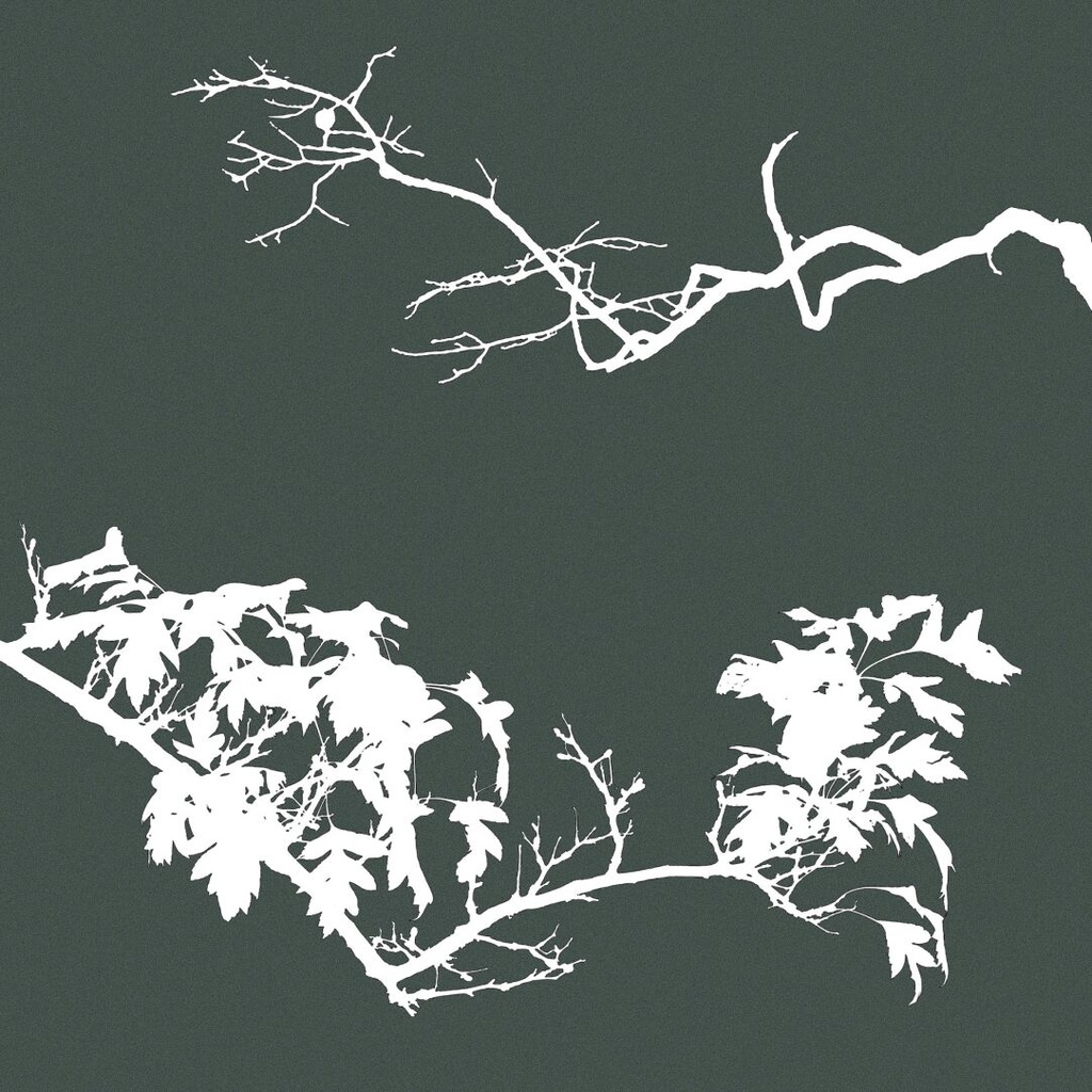 Procreateブラシ - 自動で縁取りのある木(枝、樹木、葉っぱ、幹、テクスチャ)130本