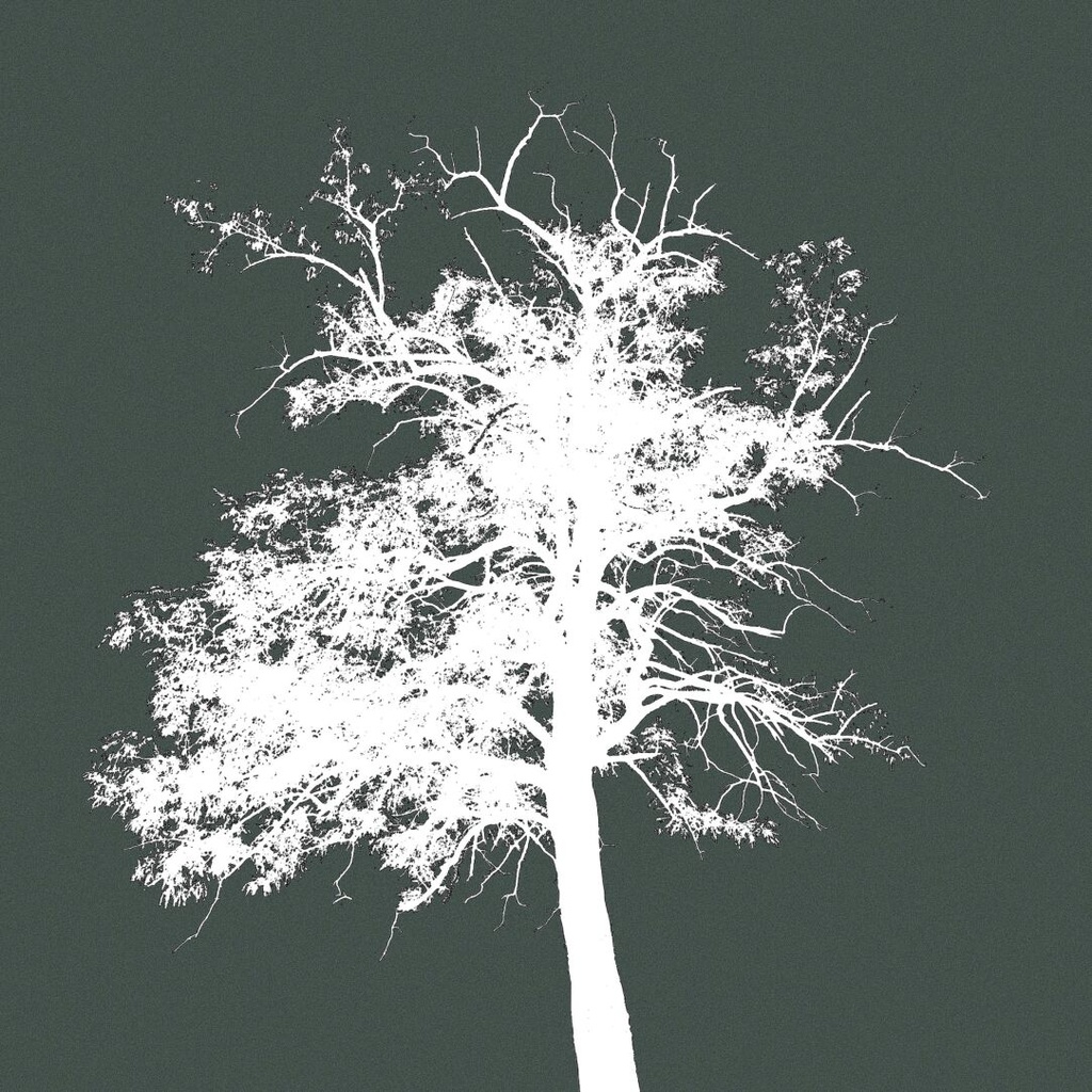 Procreateブラシ - 自動で縁取りのある木(枝、樹木、葉っぱ、幹、テクスチャ)130本