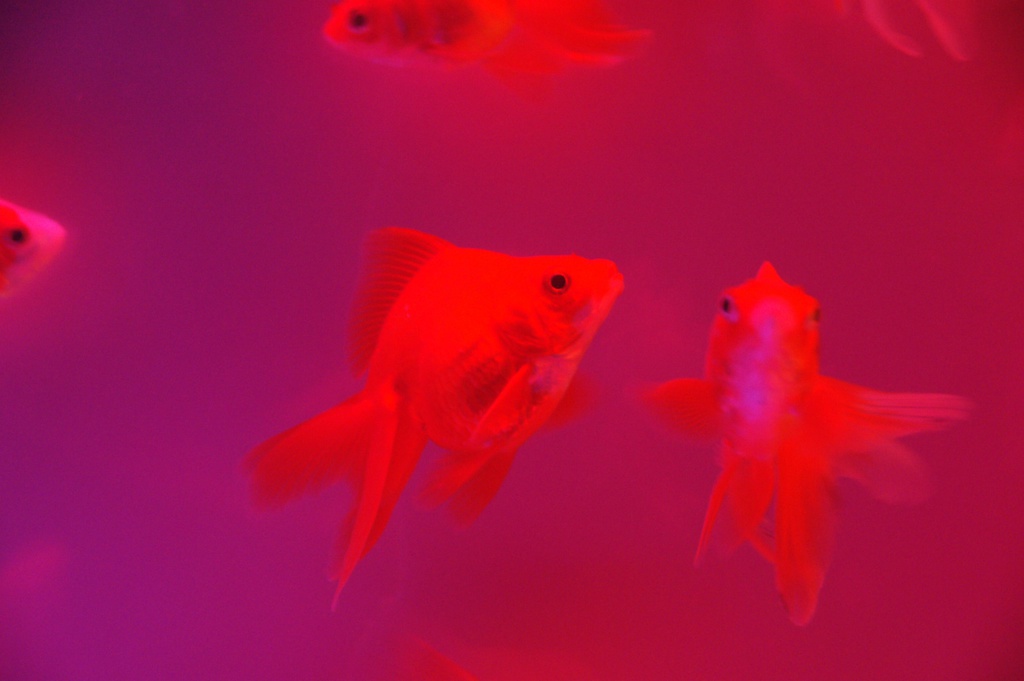 Gold fish