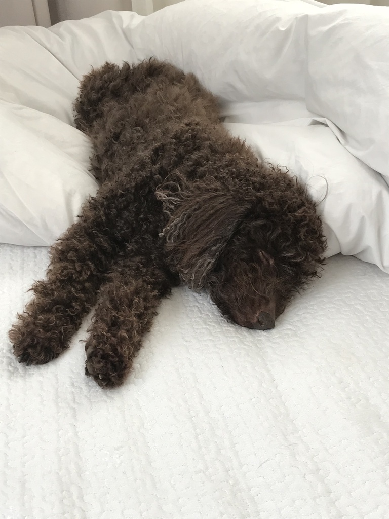 愛犬画像（ブースト用）
