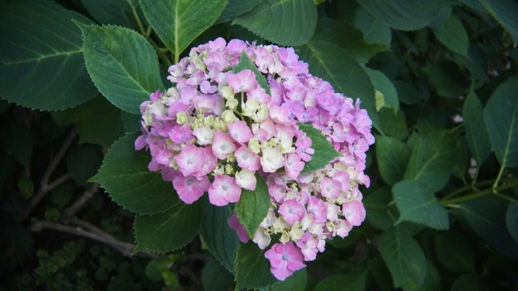 【SONY E-mount】”写ルンです”のレンズを再利用した自作交換レンズ作成データ