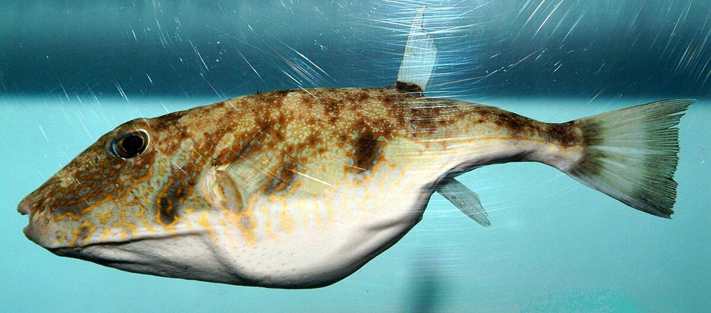Balls Fish