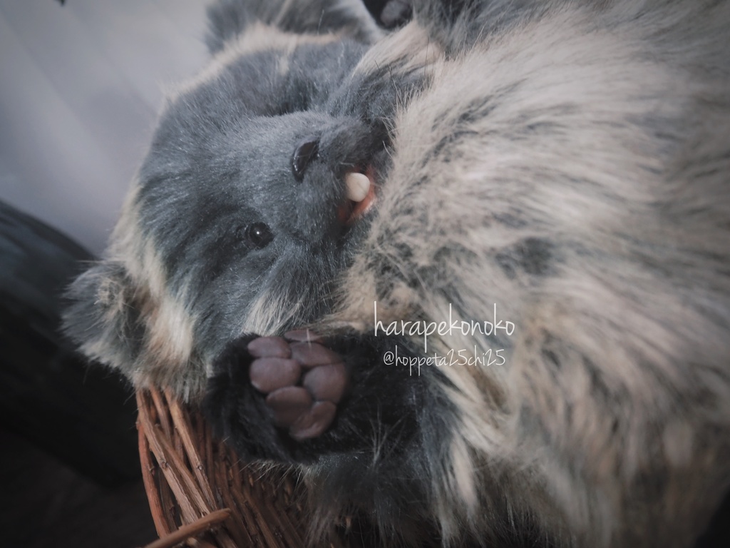 【展示】『越すコ』(しゅぴーん目)