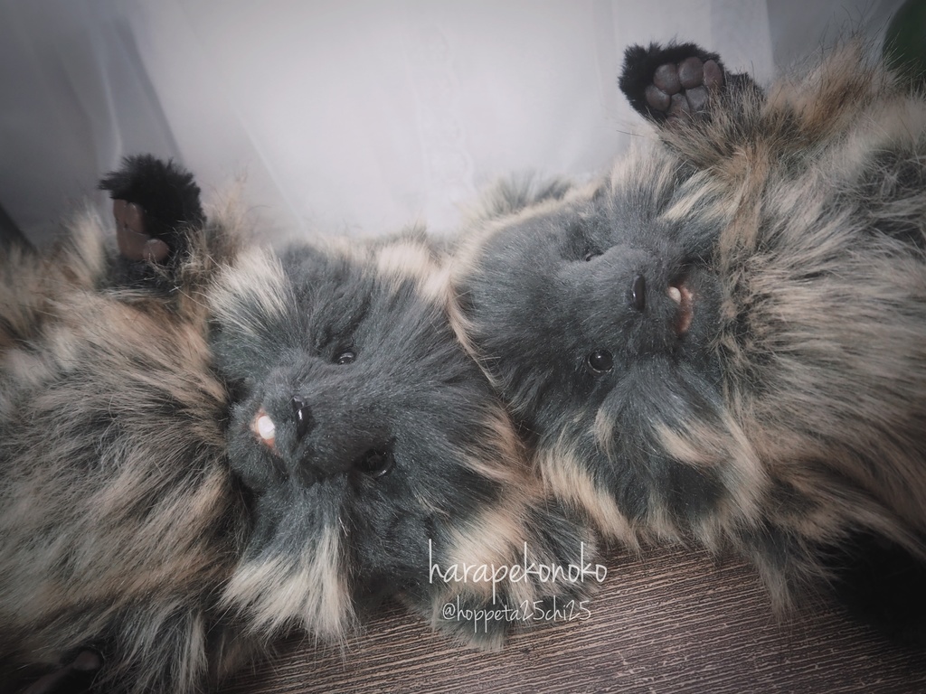 【展示】『越すコ』(しゅぴーん目)