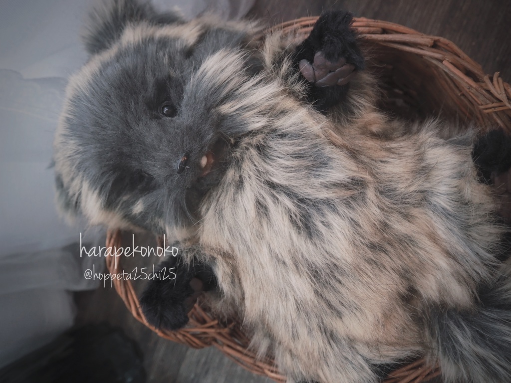 【展示】『越すコ』(とろりん目)