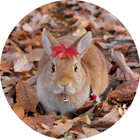 [缶バッチ] うさぎと紅葉
