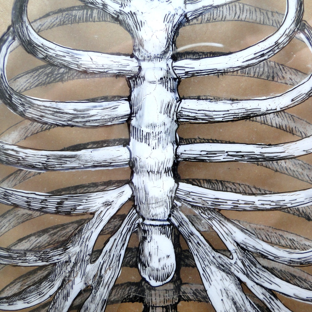 立体的な肋骨の絵画 アート 原画 アクリルフレーム 理科 科学 ペン画