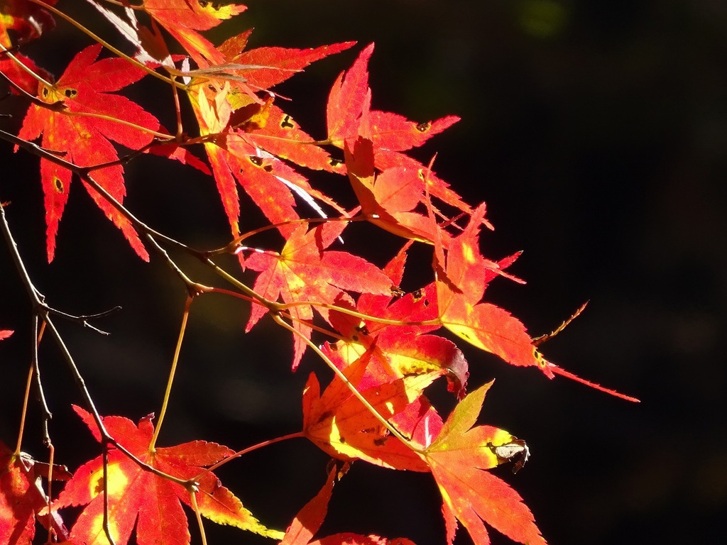 高尾山写真素材集