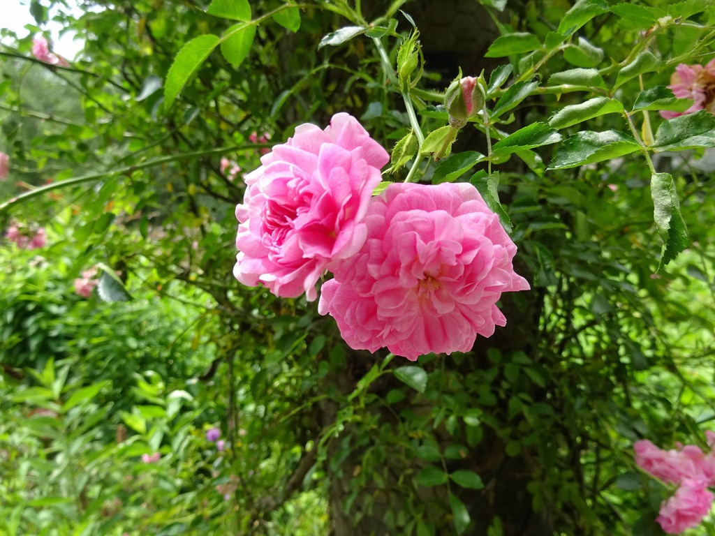 イングリッシュガーデン写真素材集