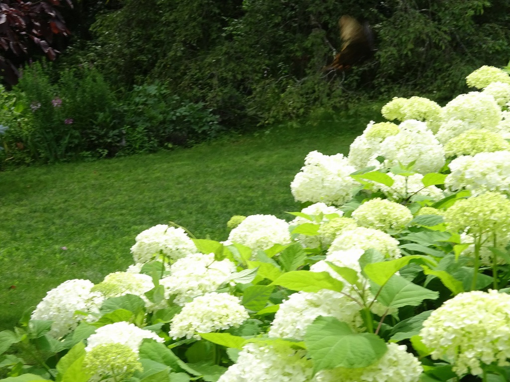 イングリッシュガーデン写真素材集