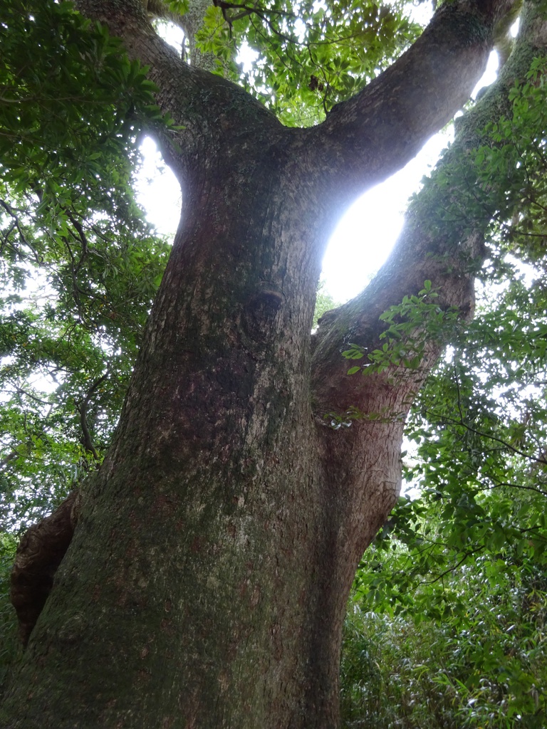 フリー写真素材【お伊勢参り】