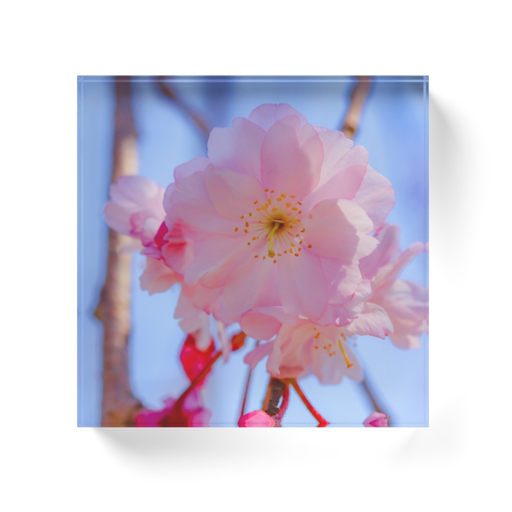 桜のアクリルブロック