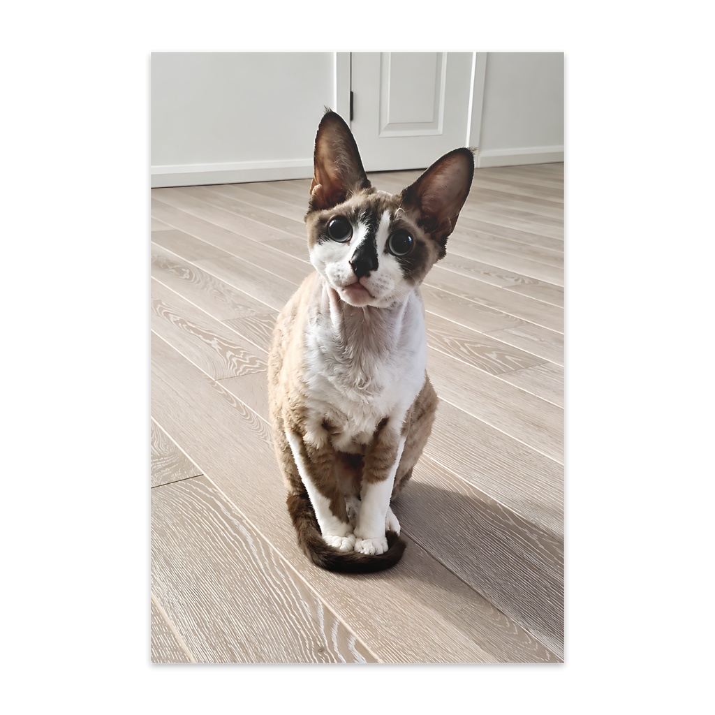 Postcard - Cat