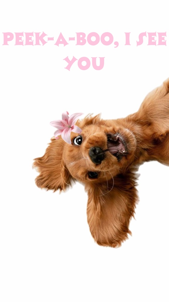 かわいい犬の壁紙