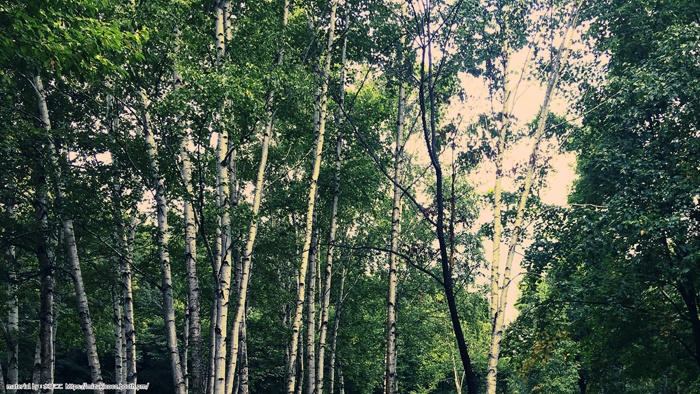 YouTube用背景素材(林)