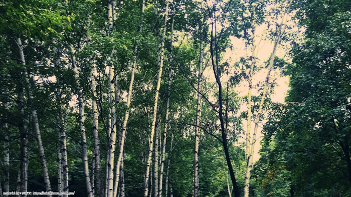 YouTube用背景素材(林)