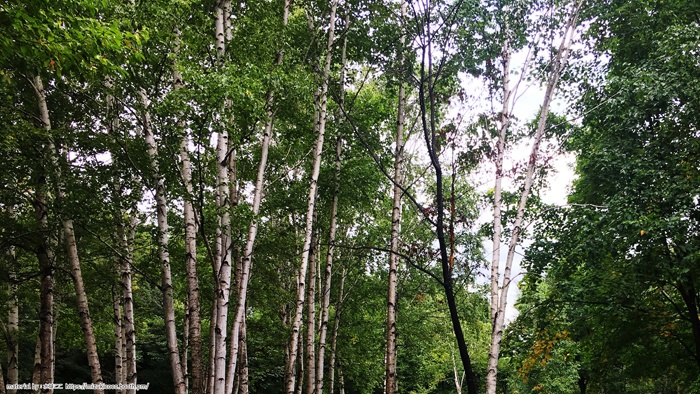 YouTube用背景素材(林)