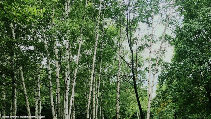 YouTube用背景素材(林)