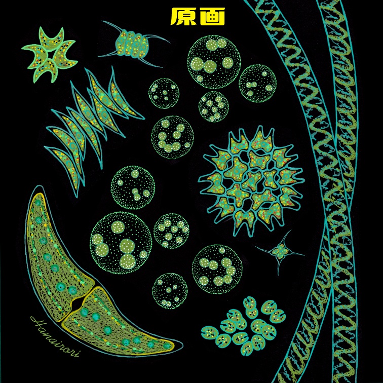 マルチクロス プランクトン 花彩里 Hanairori Booth