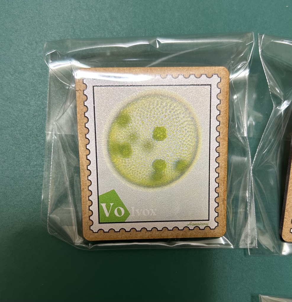 木製バッジ 切手型プランクトン