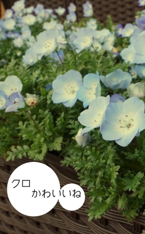 クロかわいいね